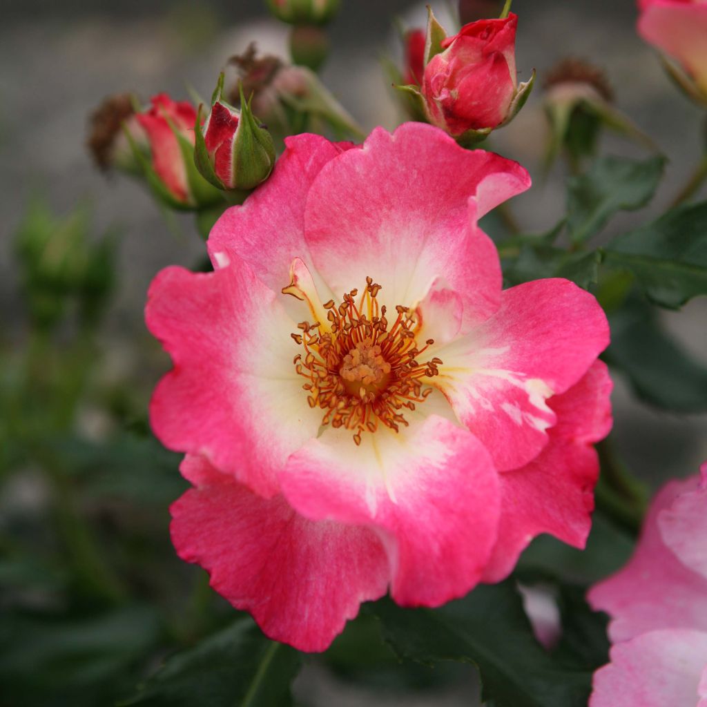 Rosa Dolomiti - ground cover rose