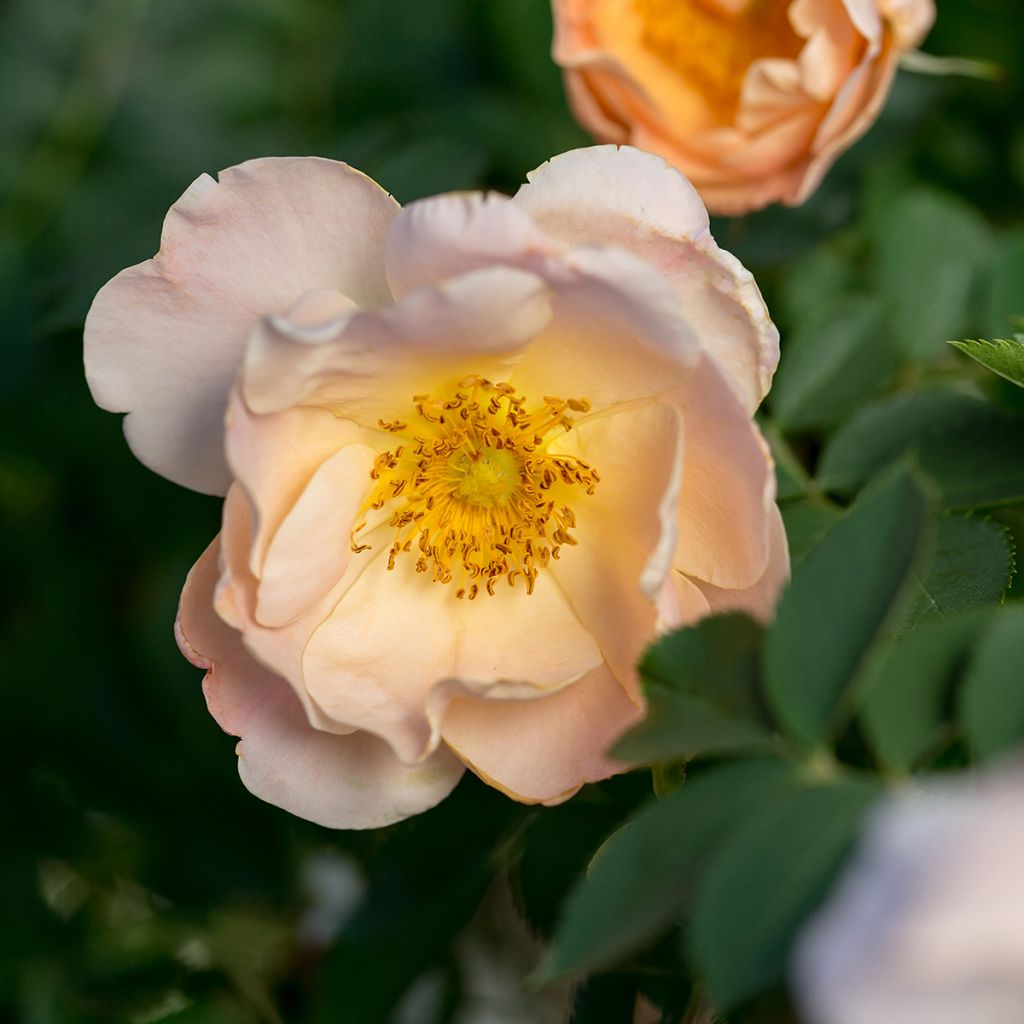 Rosa Above and Beyond - Climbing Rose