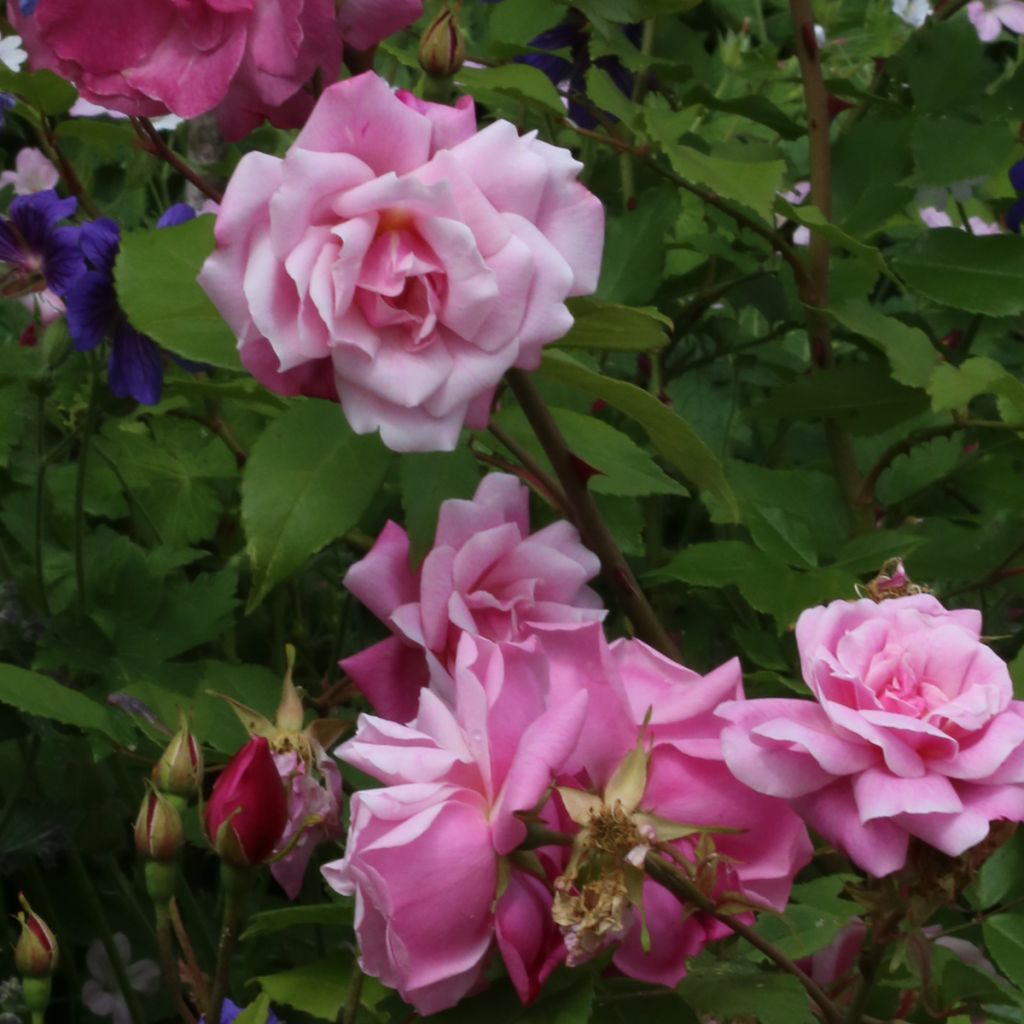 Rosa (x) chinensis Old Blush (Pink China, Persons)