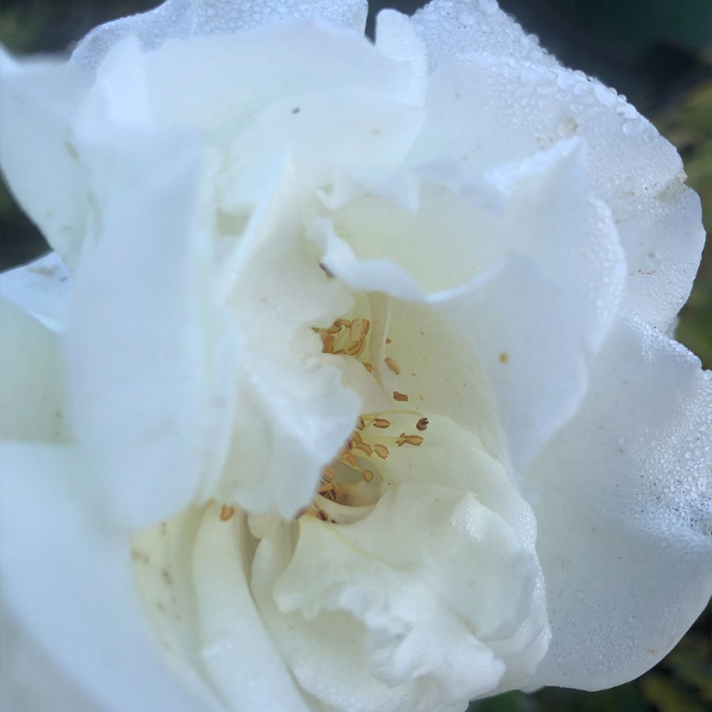 Rosier à grandes fleurs Pape Jean-Paul II