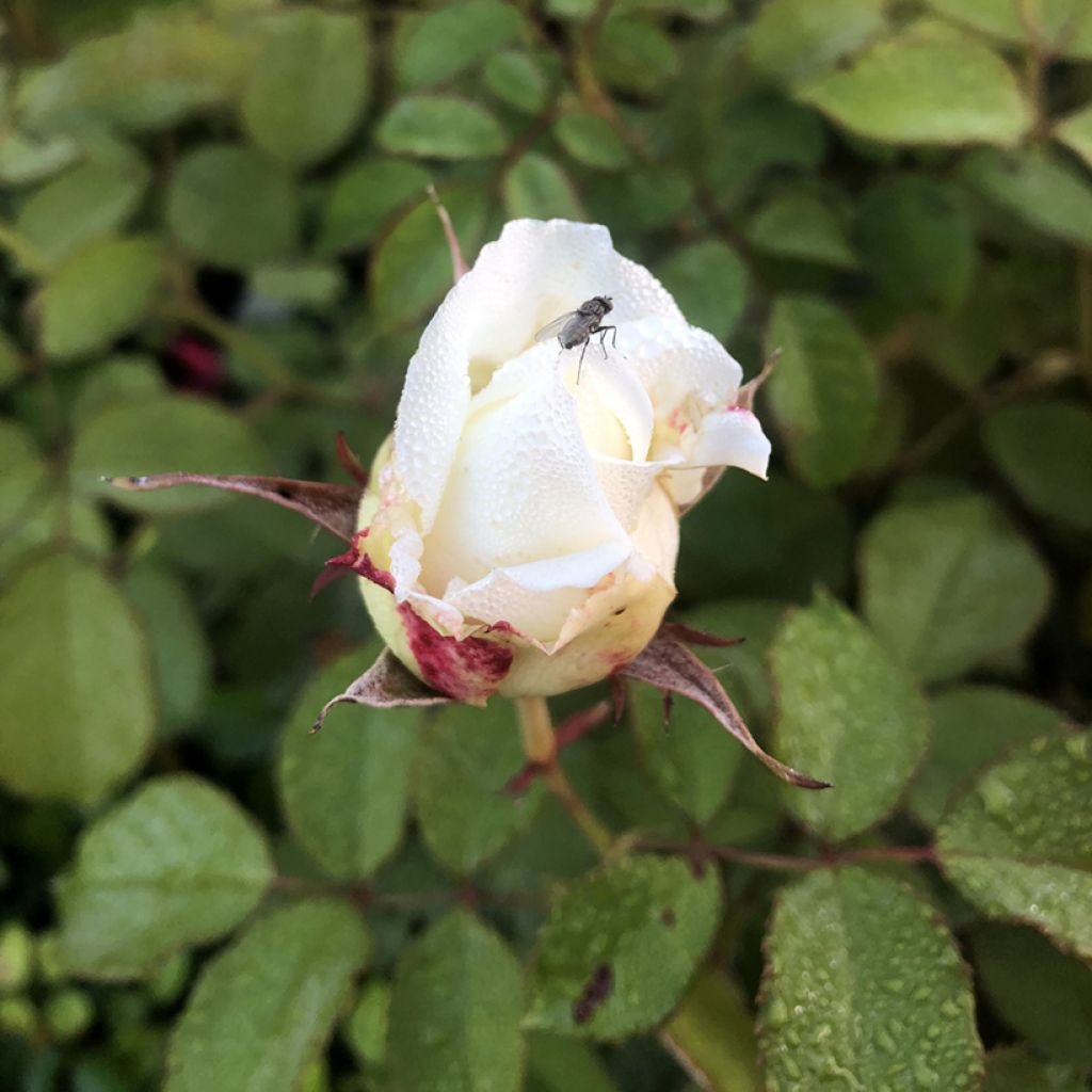 Rosier à grandes fleurs Pape Jean-Paul II