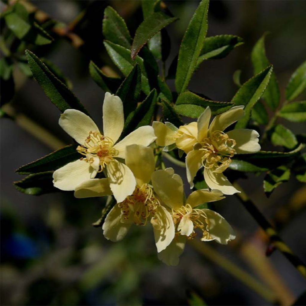 Rosa banksiae Lutescens - rambler rose