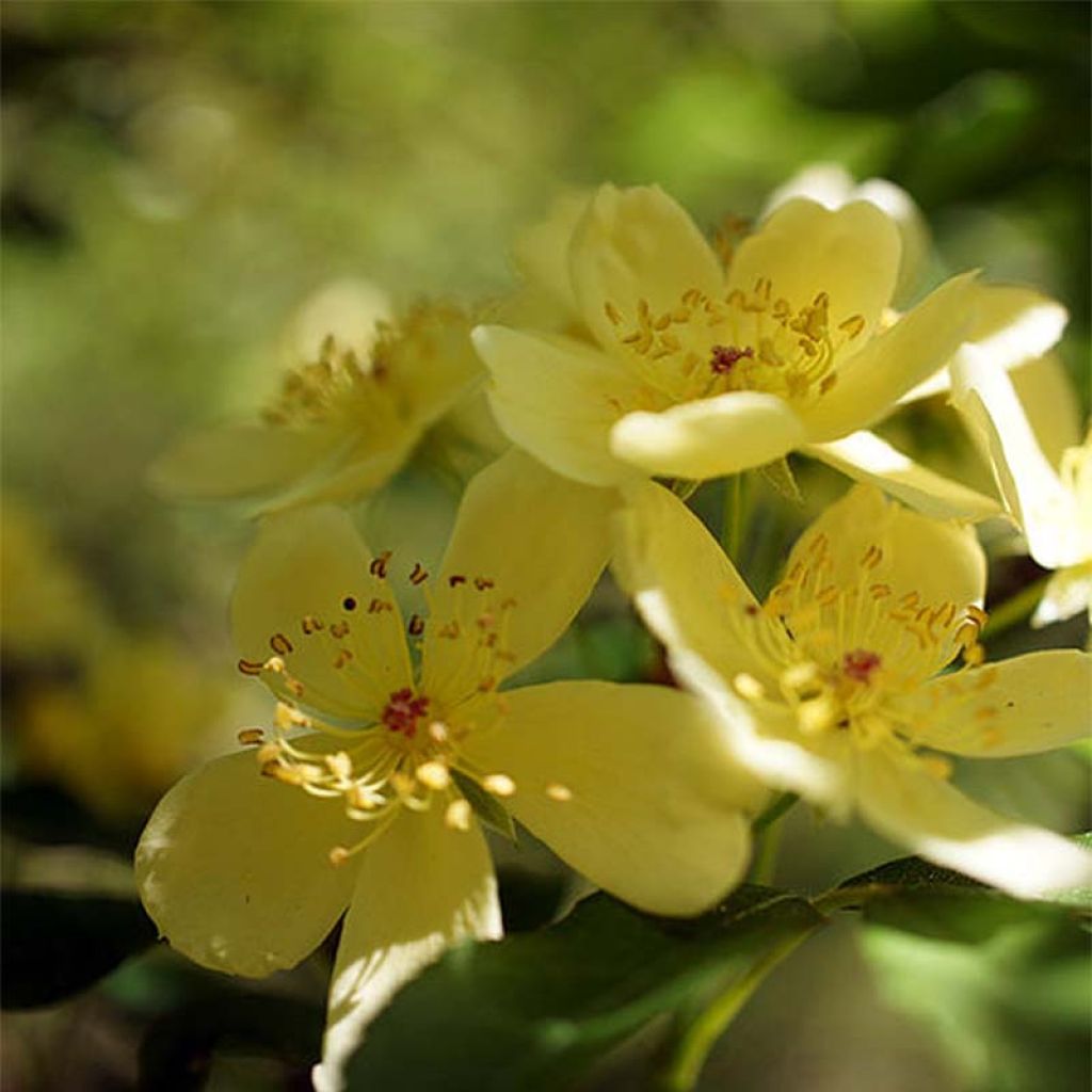 Rosa banksiae Lutescens - rambler rose
