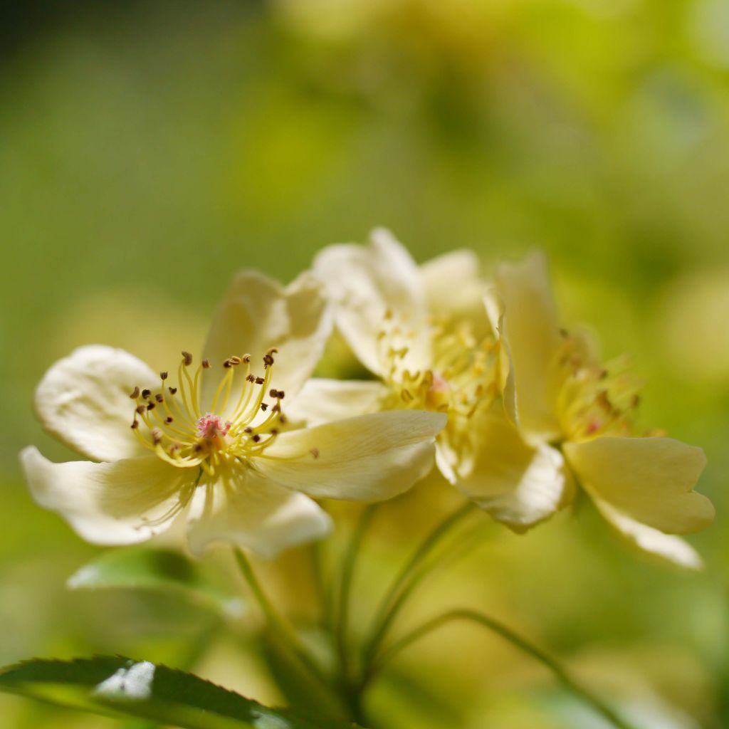 Rosa banksiae Lutescens - rambler rose