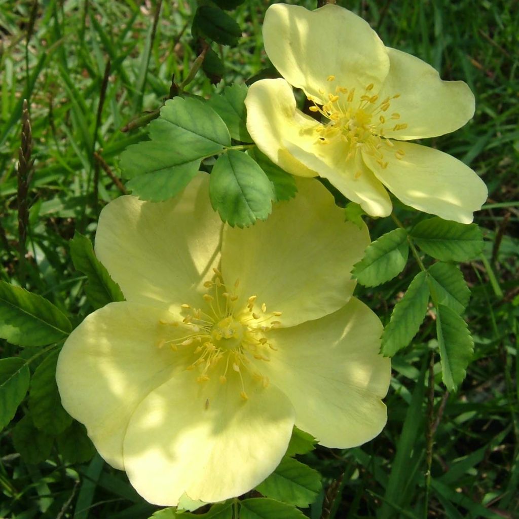 Rosa hugonis - Rosier botanique