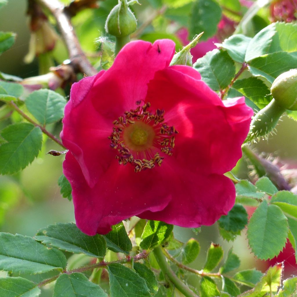 Rosa moyesii Geranium