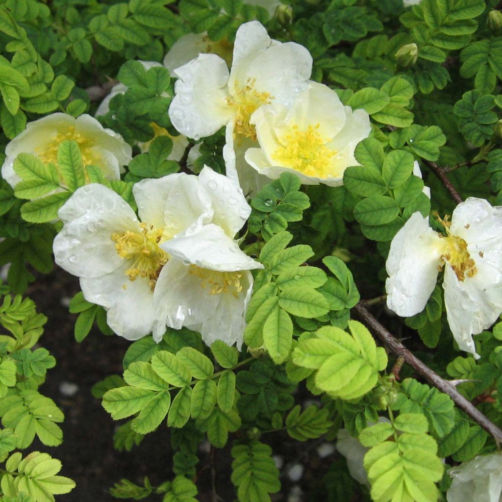 Rosa omeiensis (sericea) Pteracantha