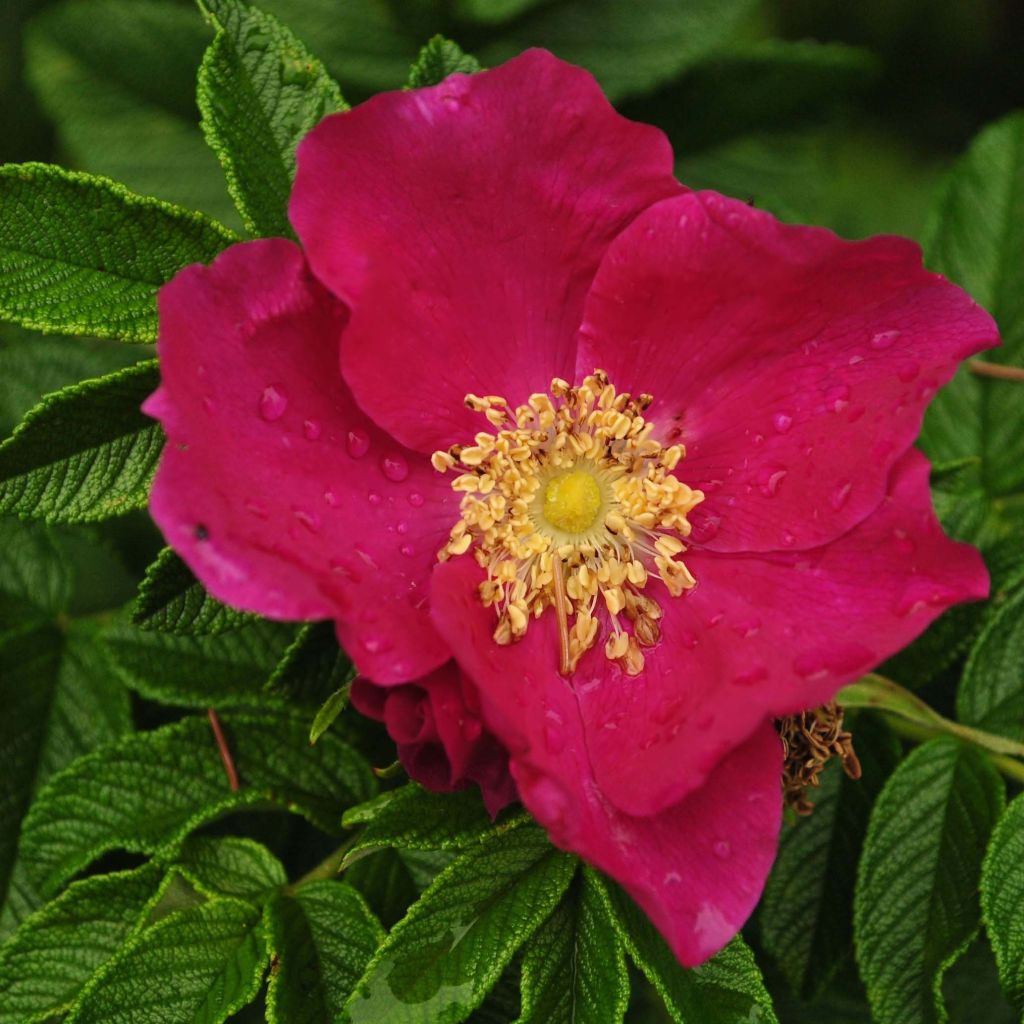 Rosa rugosa - Rosier botanique, rosier rugueux.