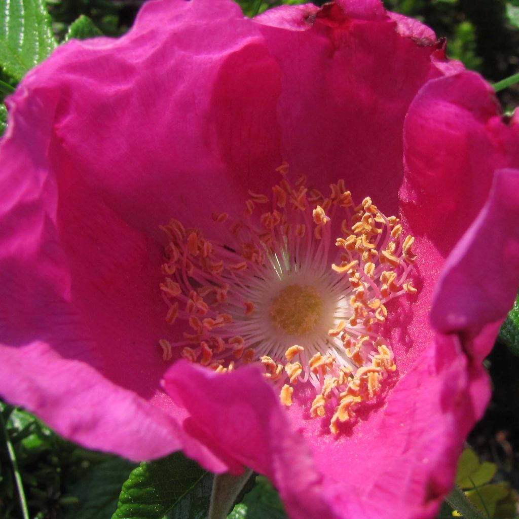 Rosa rugosa - Rosier botanique, rosier rugueux.