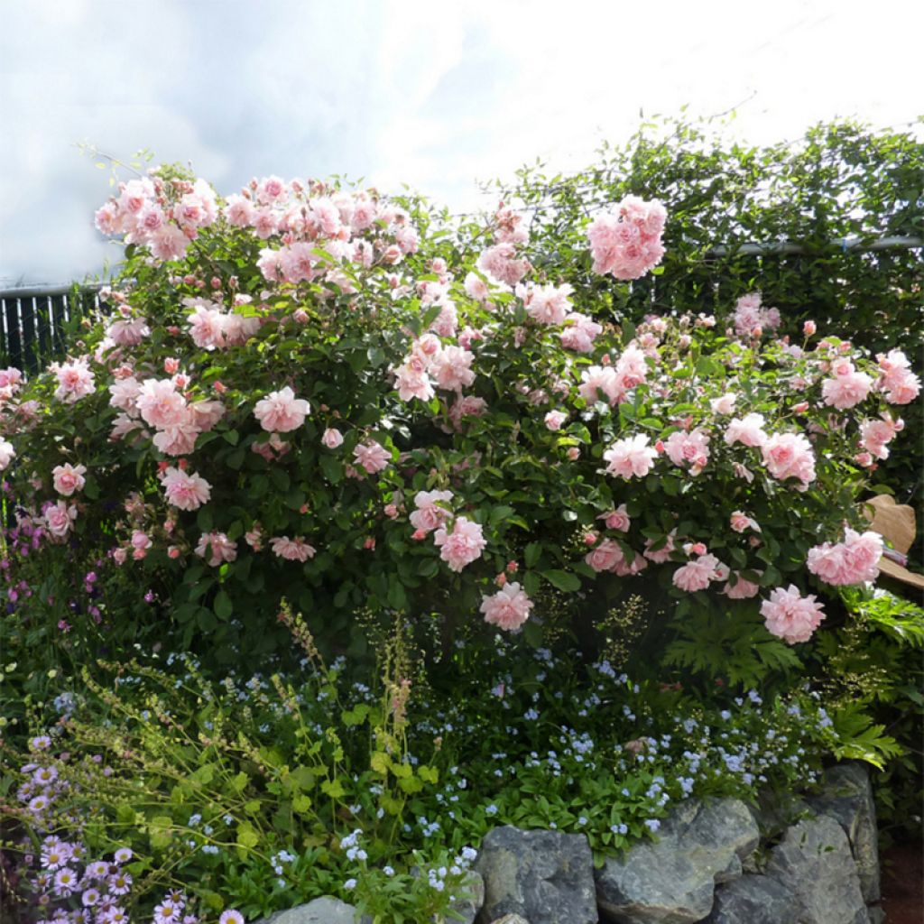 Rosier ancien Felicia - Rosa x moschata Felicia 