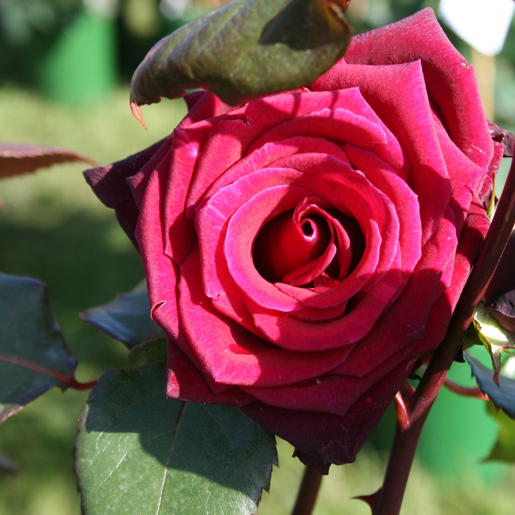 Rosa 'Black Baccara' - Hybrid Tea Rose