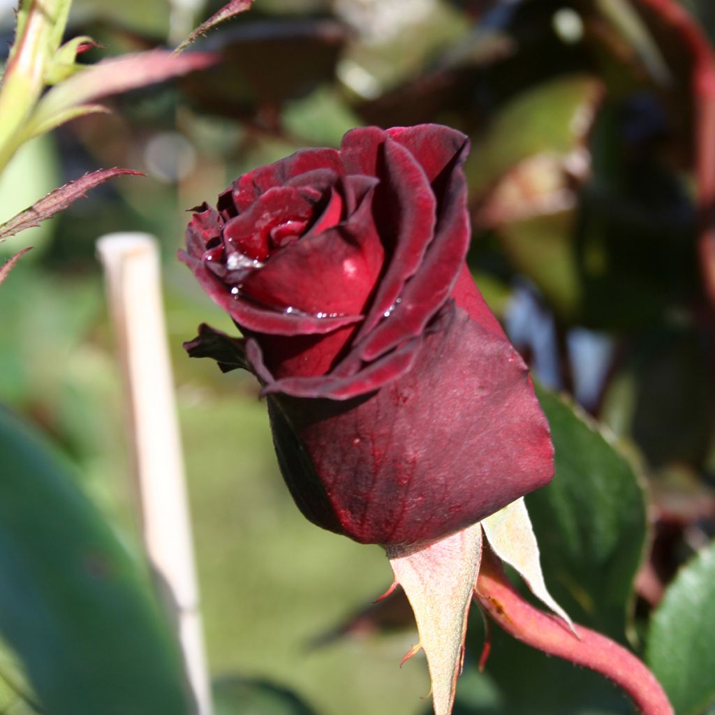 Rosa 'Black Baccara' - Hybrid Tea Rose
