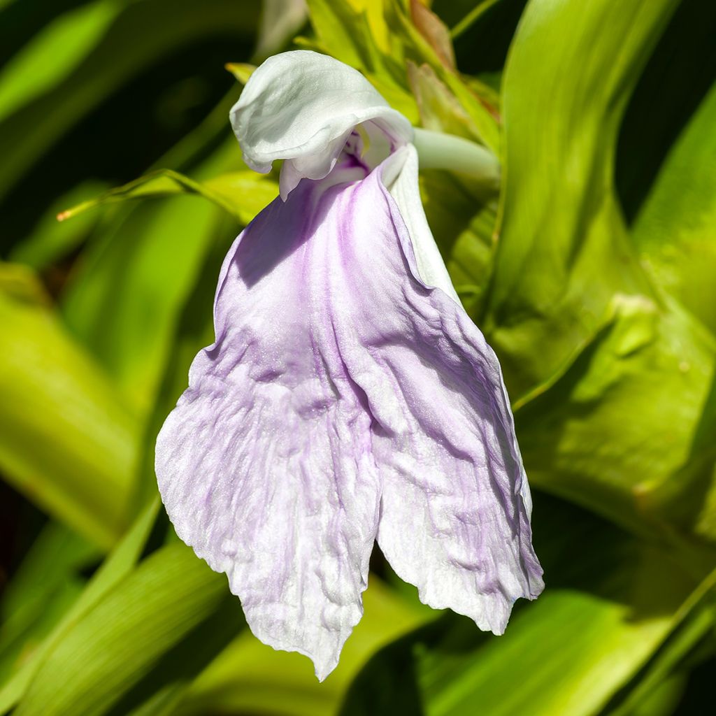 Roscoea beesiana 