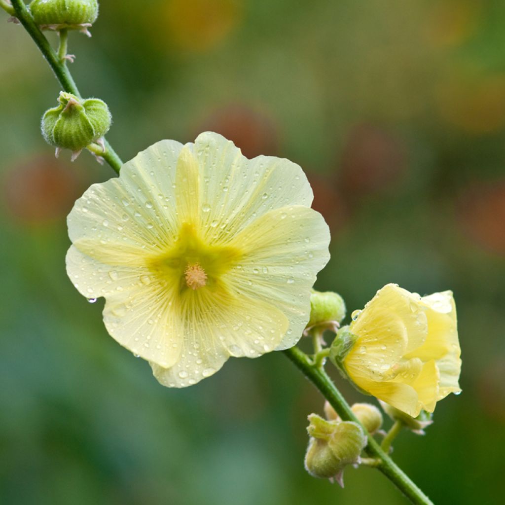 Alcea rugosa