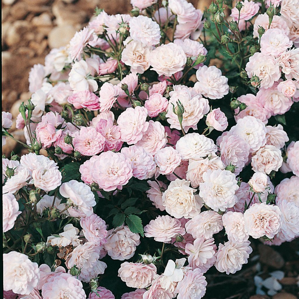 Rosa (x) polyantha Gloire des Polyanthas