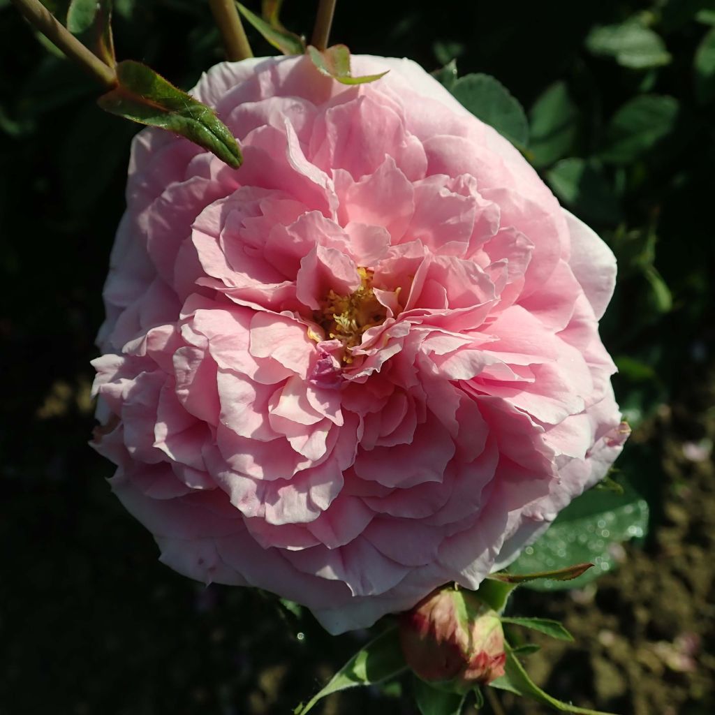 Rosa The Mayflower 