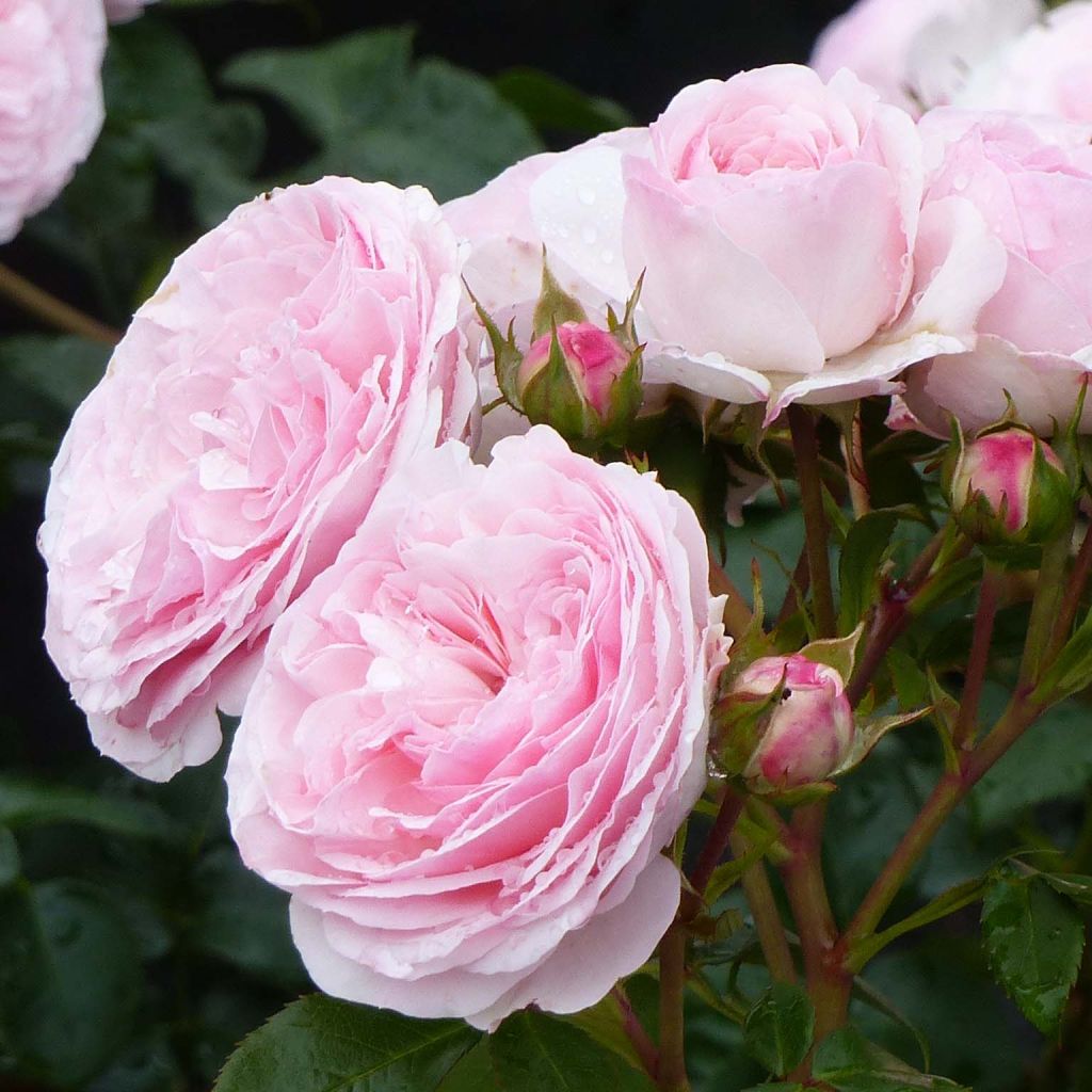 Rosier Arbustif Maria Theresia - Rosa (x) floribunda