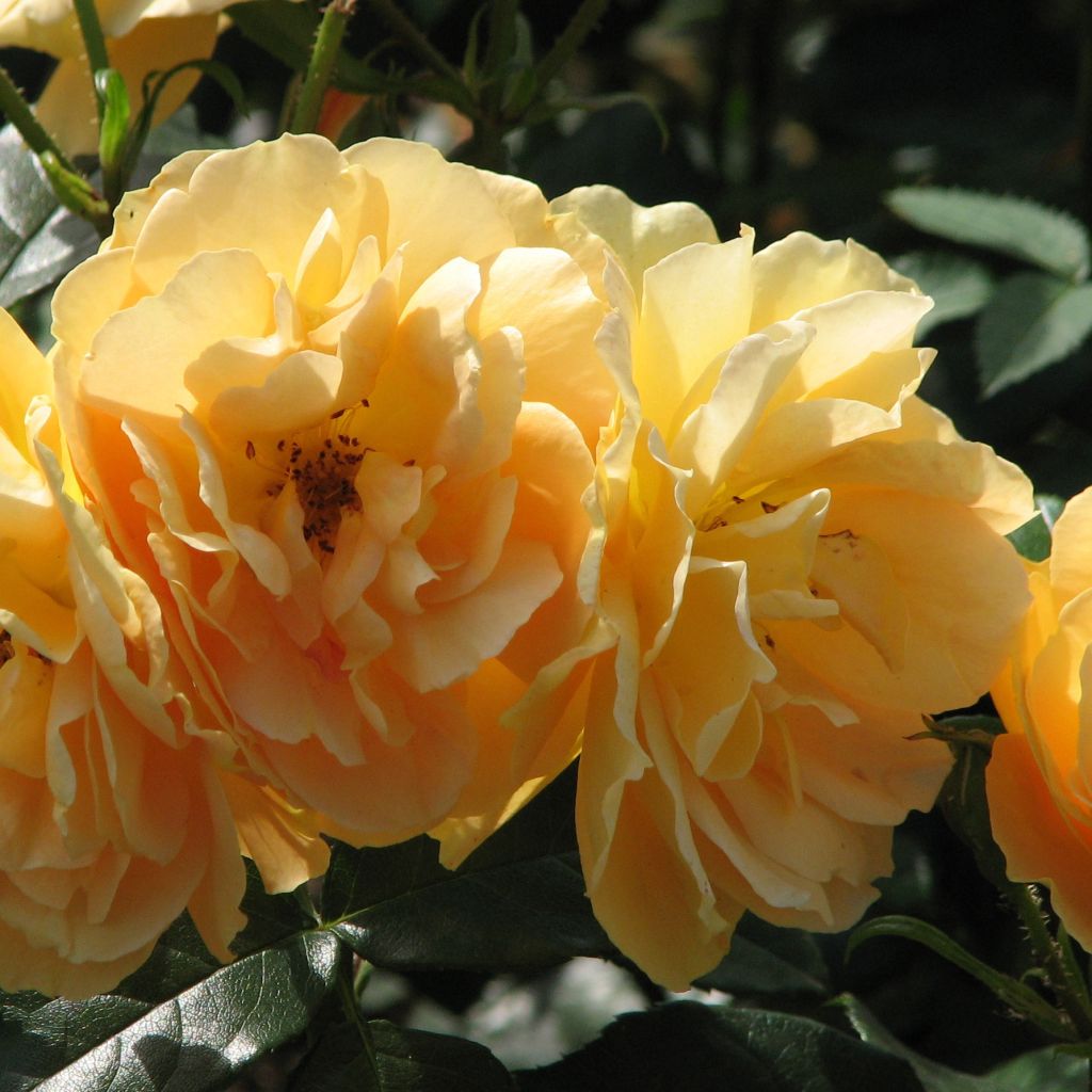 Rosier Bernstein Rose - Rosa (x) floribunda