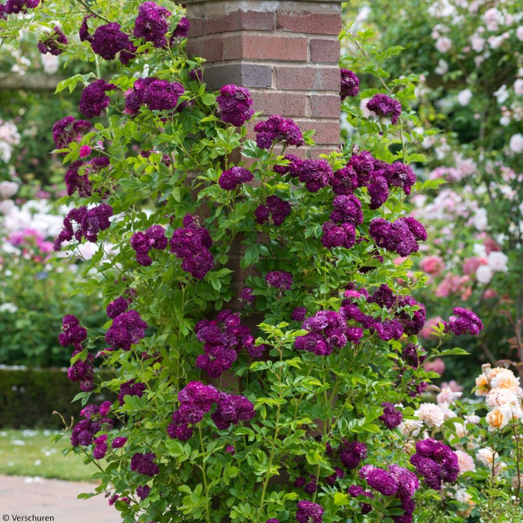 Rosa multiflora Bleu Magenta - Climbing Rose