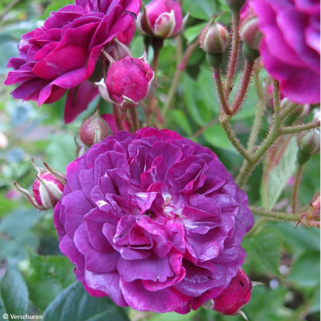 Rosa multiflora Bleu Magenta - Climbing Rose