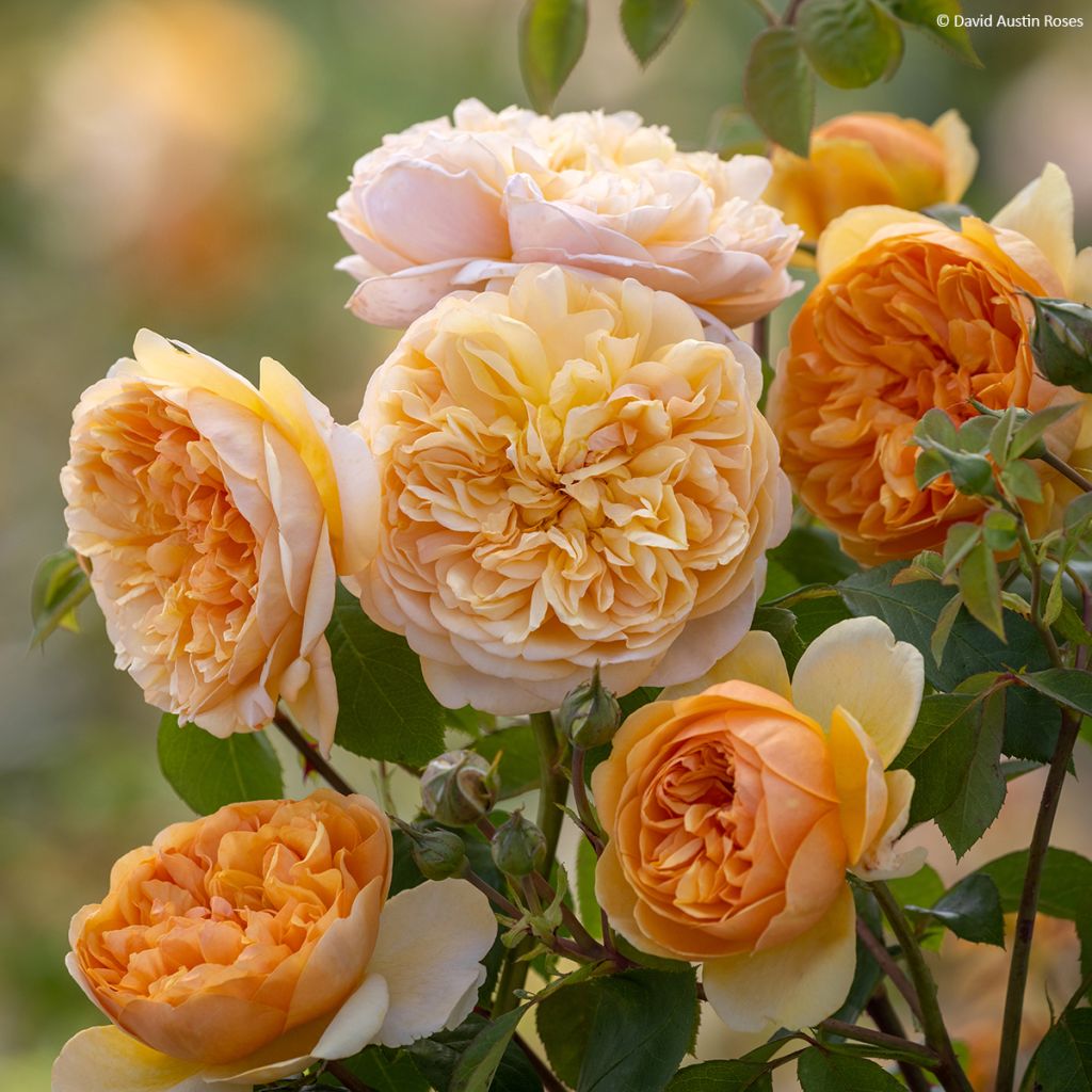 Rosa Bring Me Sunshine - English Rose