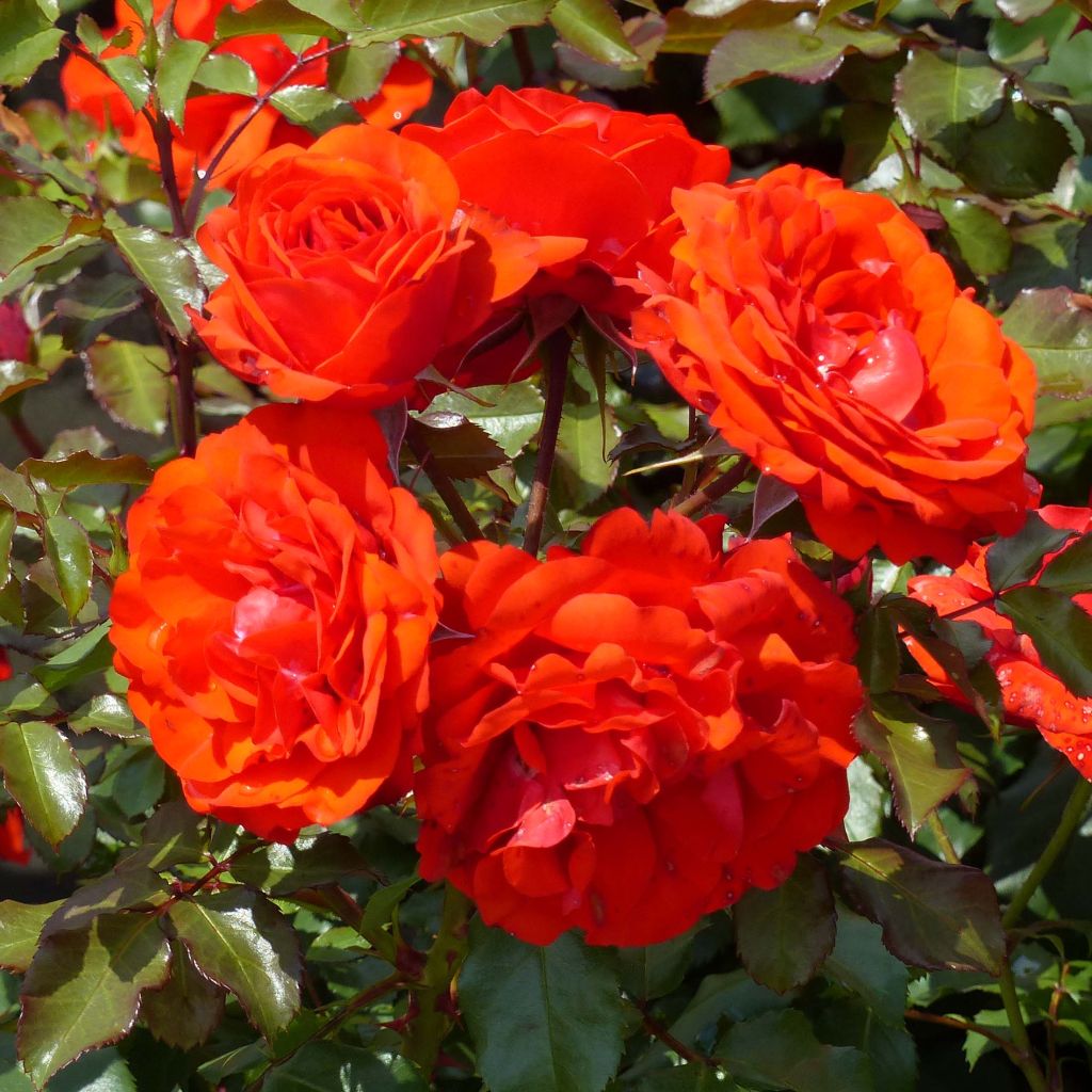 Rosier Buisson  Remembrance ® - Rosa (x) floribunda
