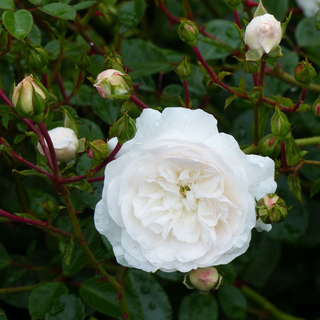 Rosier Couvre-sol Swany - Rosa x couvre-sol Meiburenac