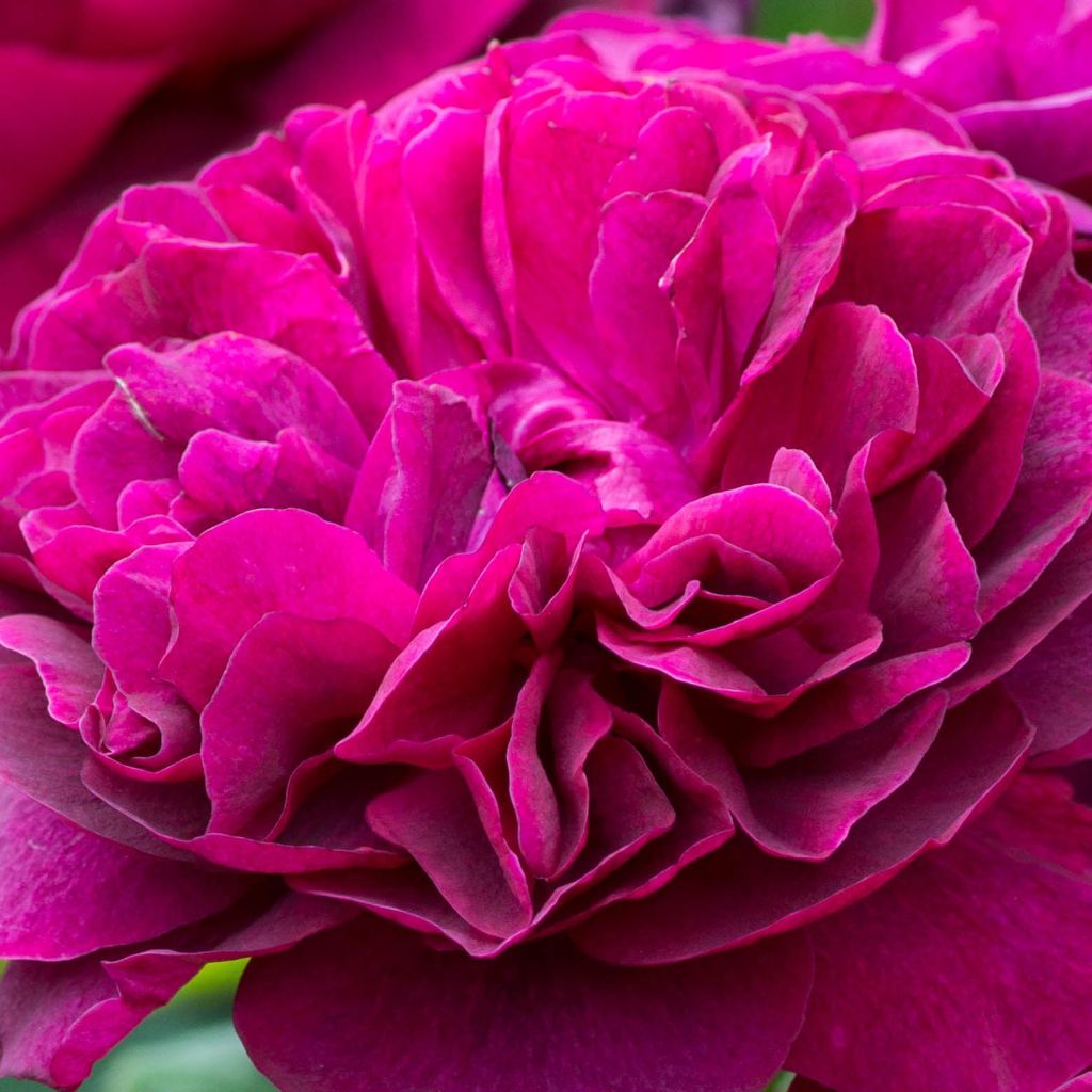 Rosa Blythe Spirit - English Shrub Rose