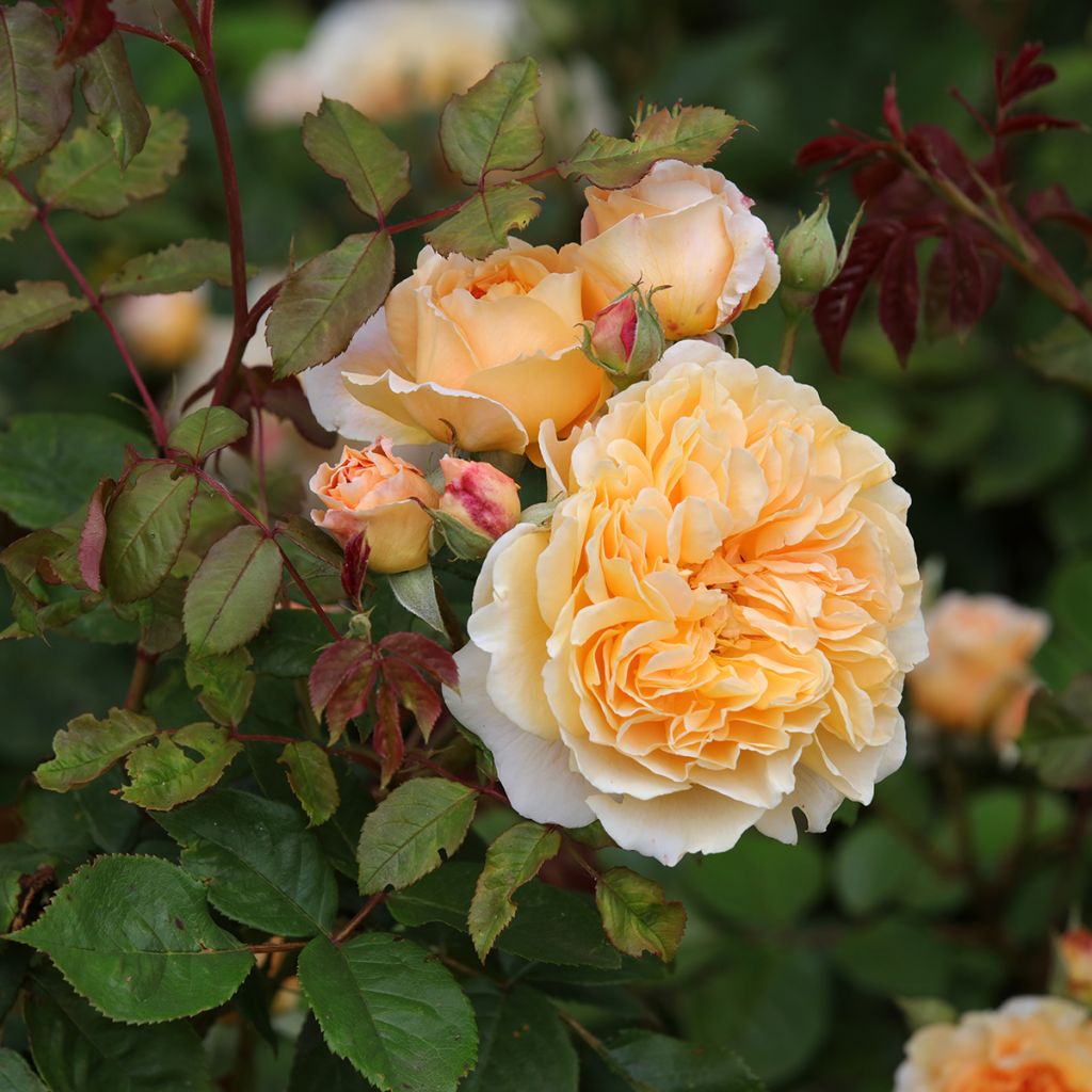 Rosa  Crown Princess Margareta Auswinter