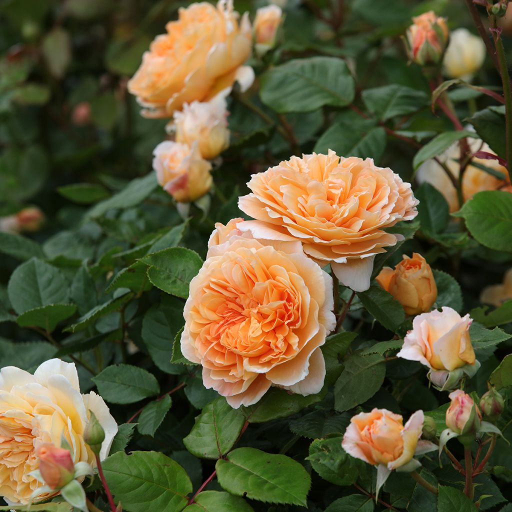 Rosa  Crown Princess Margareta Auswinter