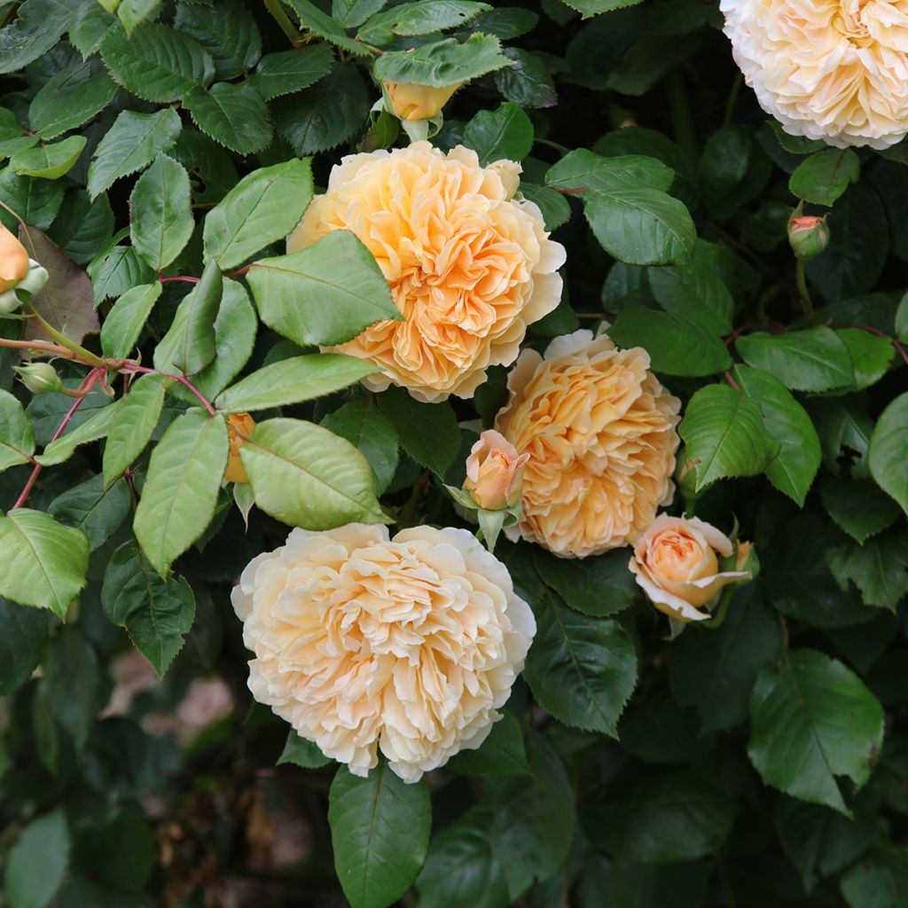 Rosa  Crown Princess Margareta Auswinter