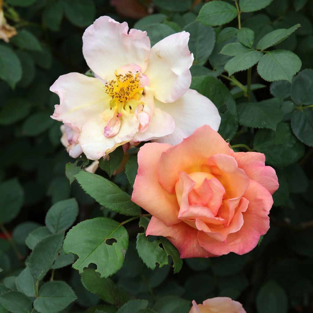 Rosa Fighting Temeraire - English Shrub Rose