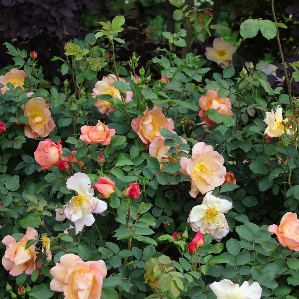 Rosa Fighting Temeraire - English Shrub Rose