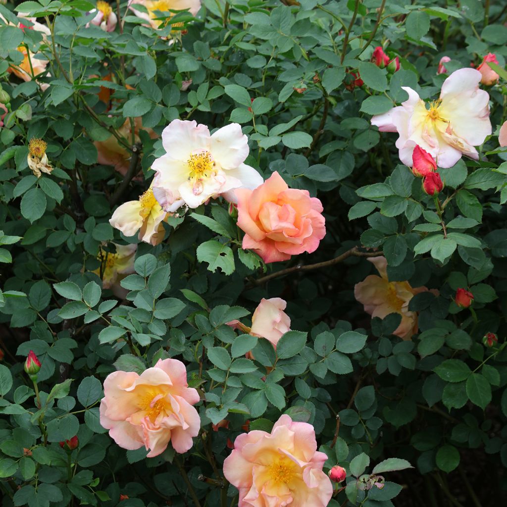 Rosa Fighting Temeraire - English Shrub Rose