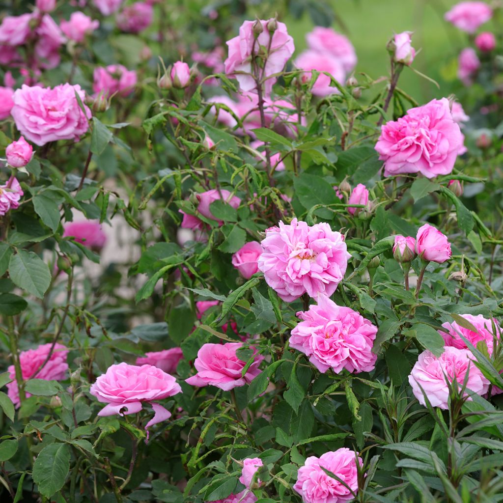 Rosa  Gertrude Jekyll - English Rose