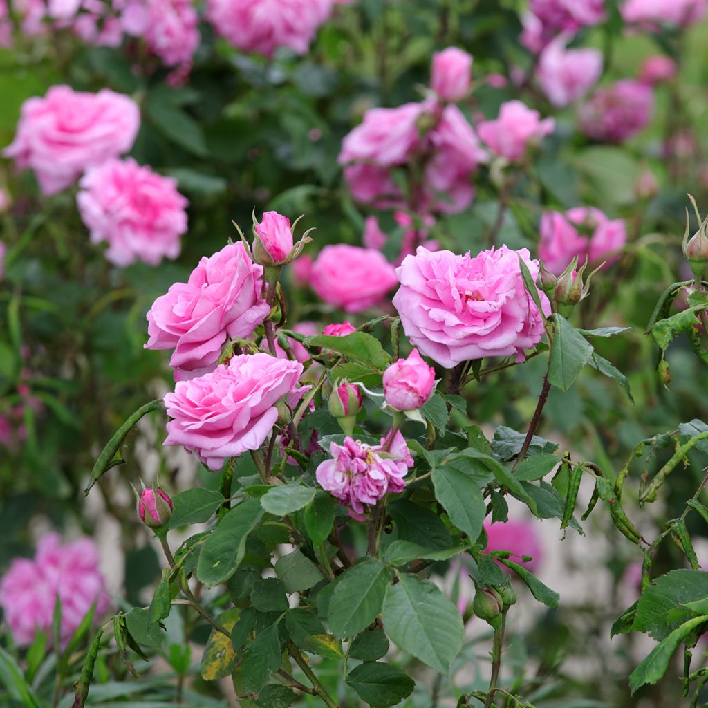 Rosa  Gertrude Jekyll - English Rose