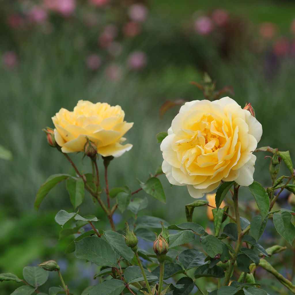 Rosa Graham Thomas - English Shrub Rose