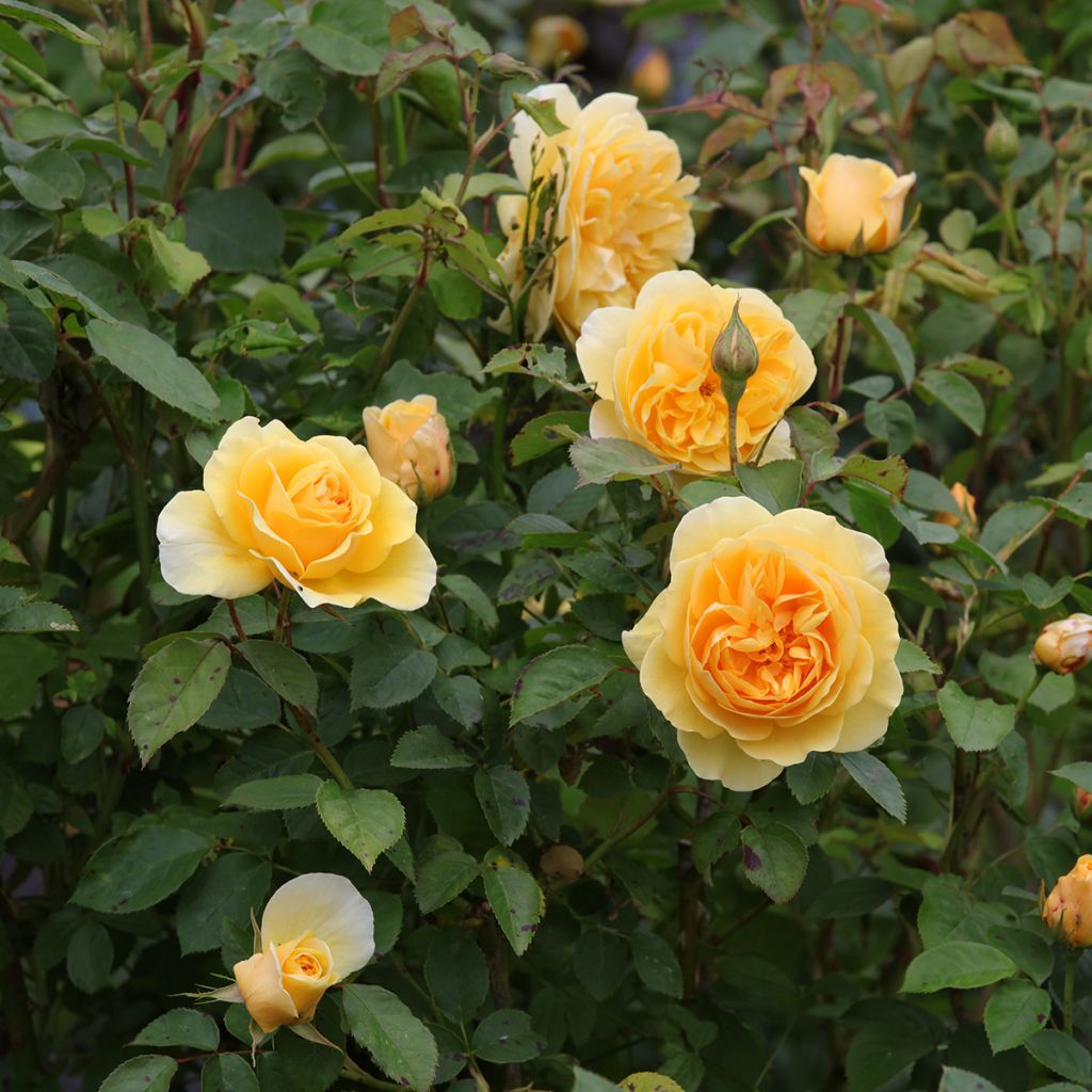 Rosa Graham Thomas - English Shrub Rose