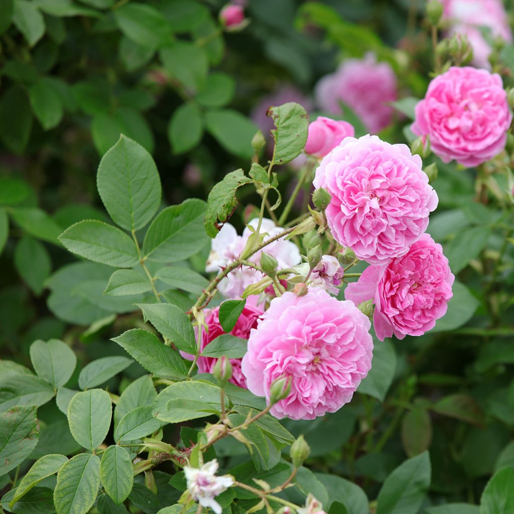 Rosa Harlow Carr - English Shrub Rose