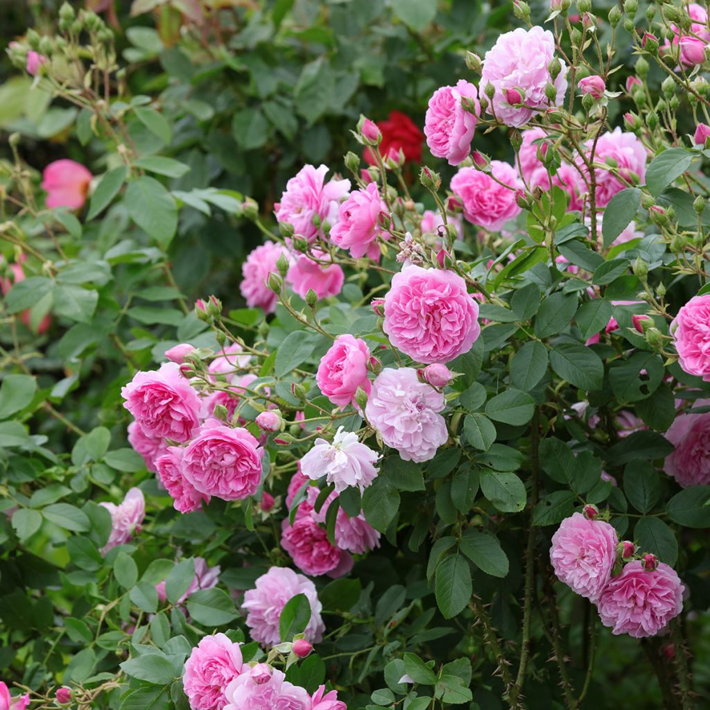 Rosa Harlow Carr - English Shrub Rose