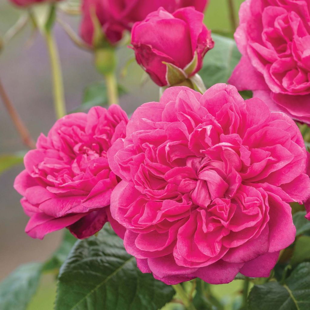 Rosa James L Austin - shrub rose