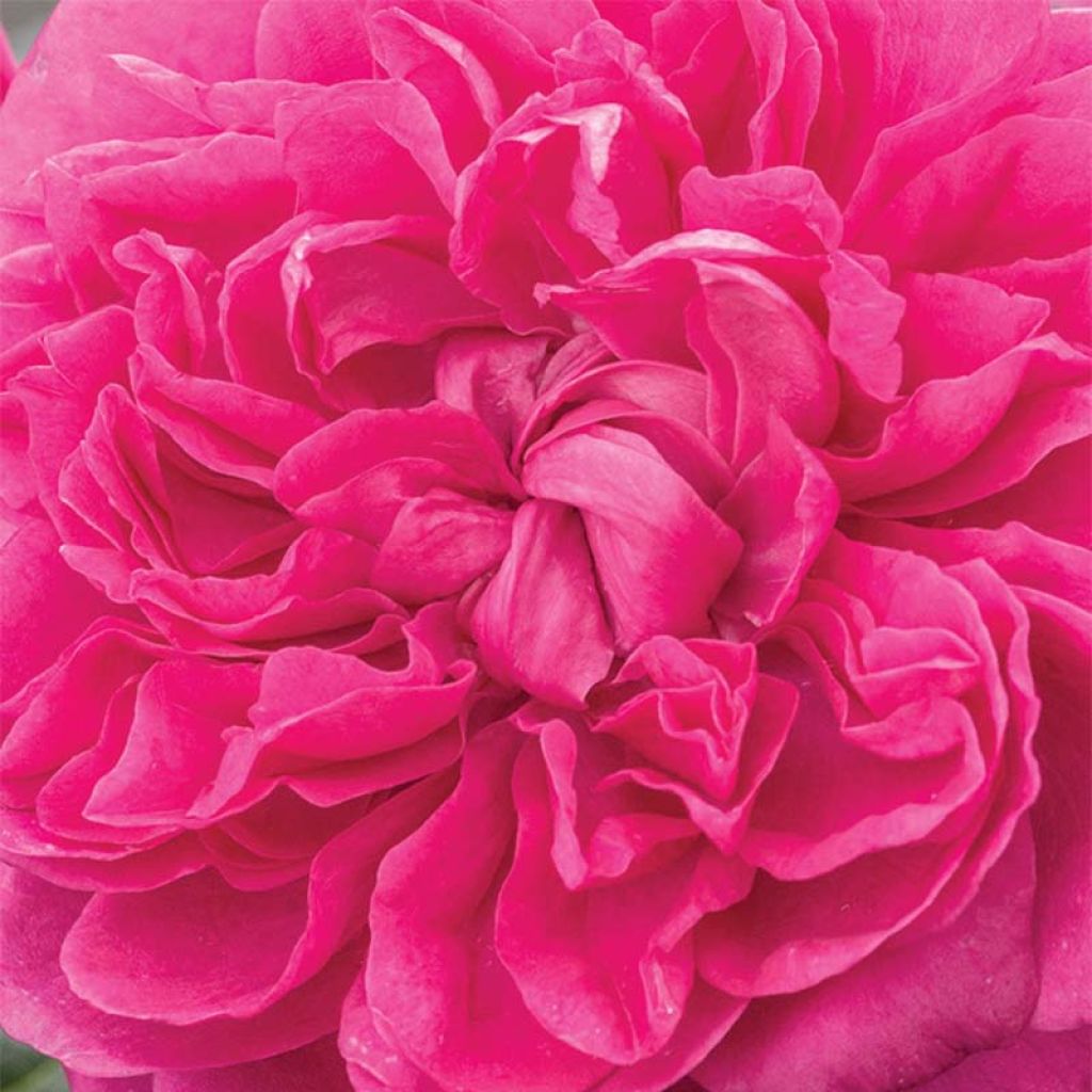 Rosa James L Austin - shrub rose