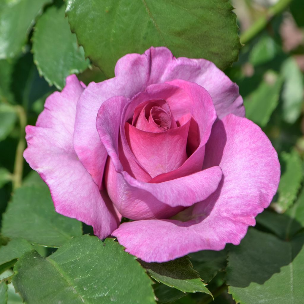 Rosa Mary Rose - English Shrub Rose