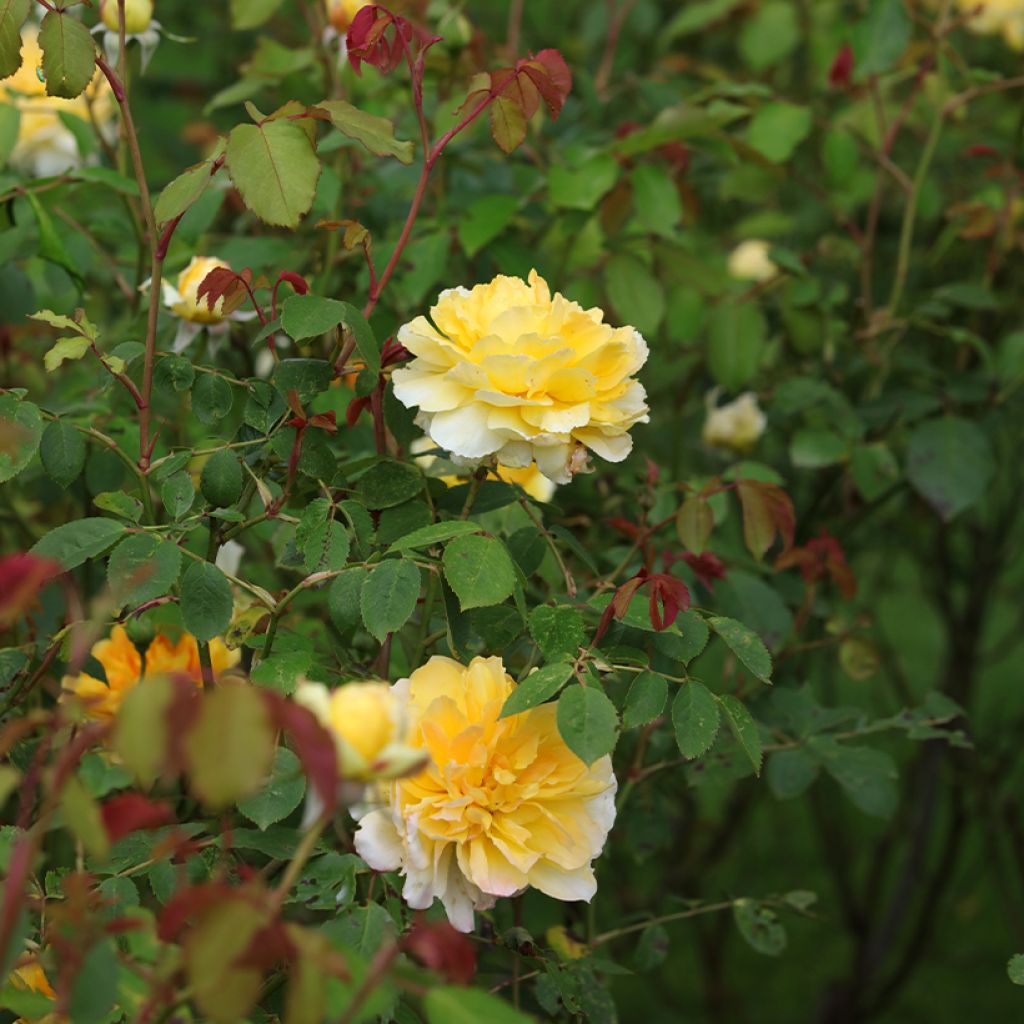 Rosa Molineux Ausmol