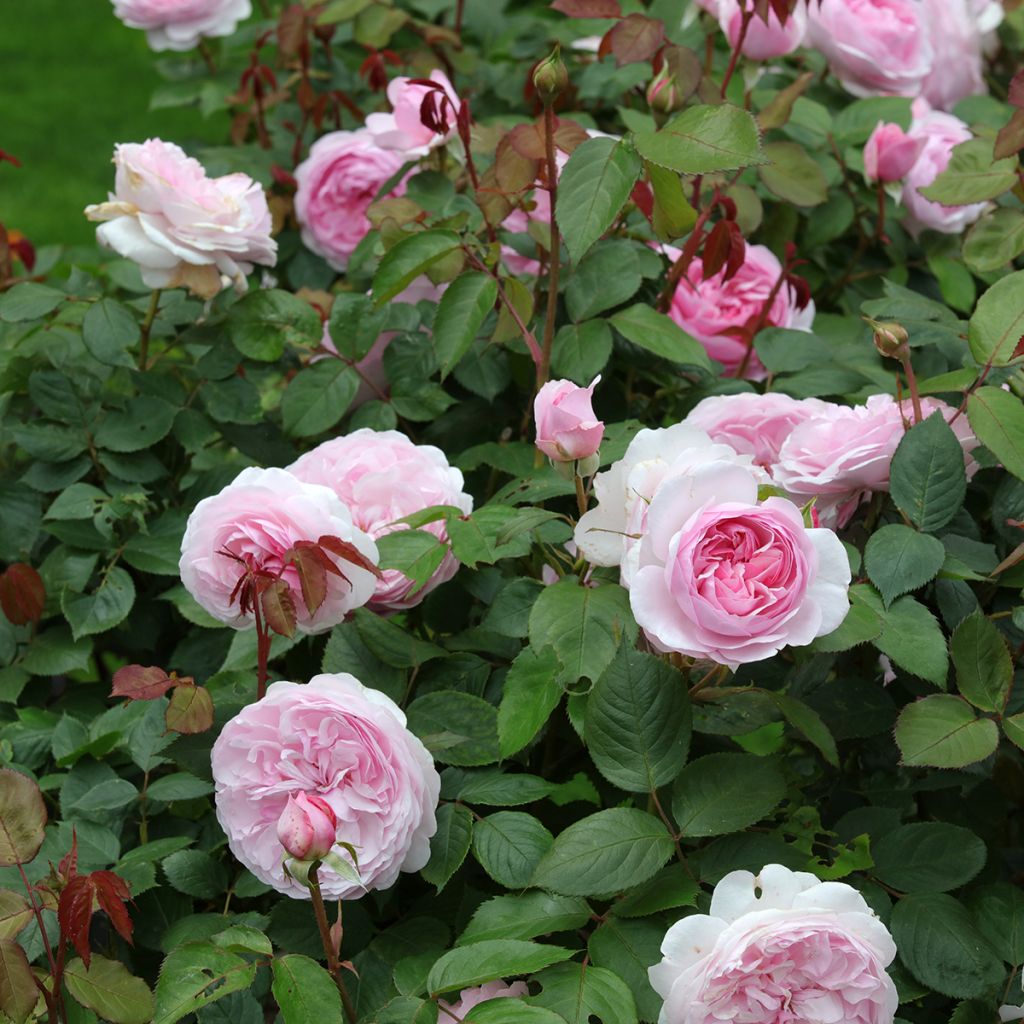 Rosa 'Olivia Rose Austin' - English Rose