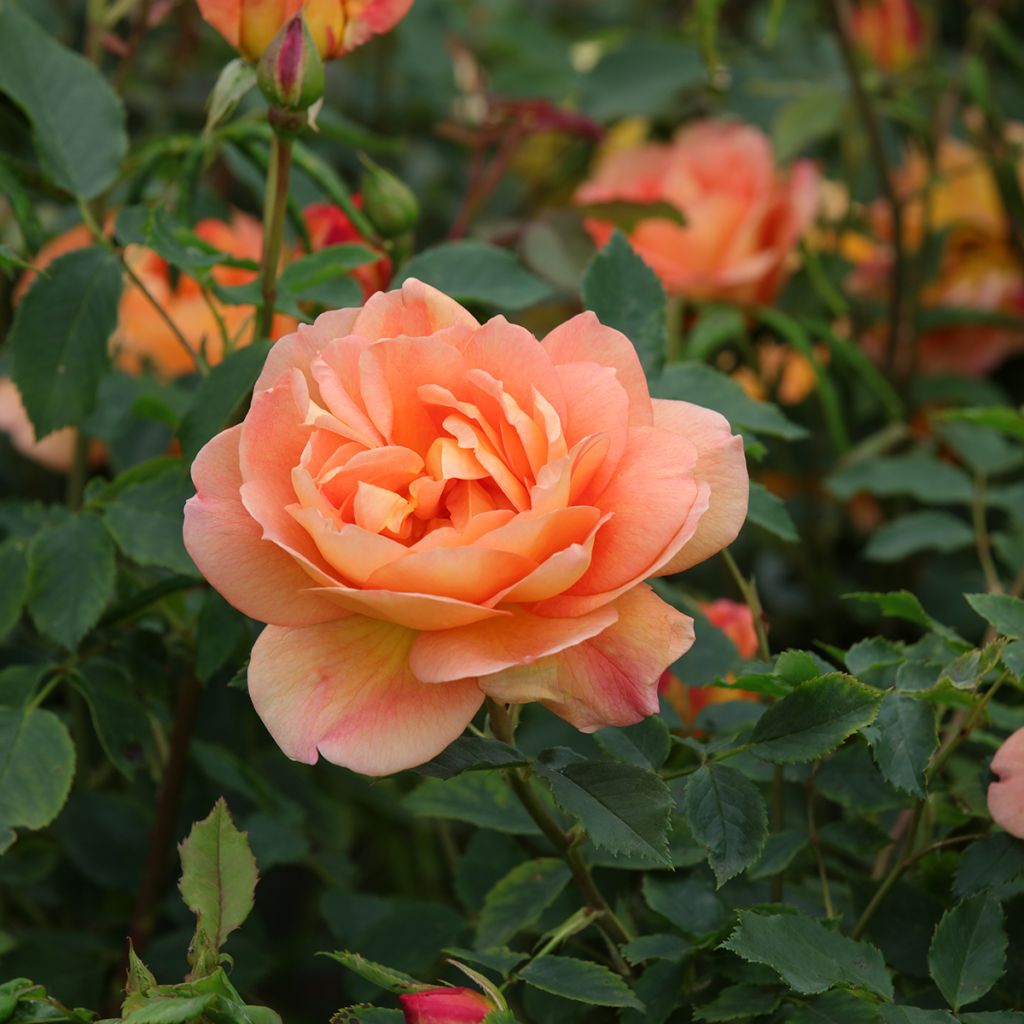 Rosa  Port Sunlight - English Shrub Rose