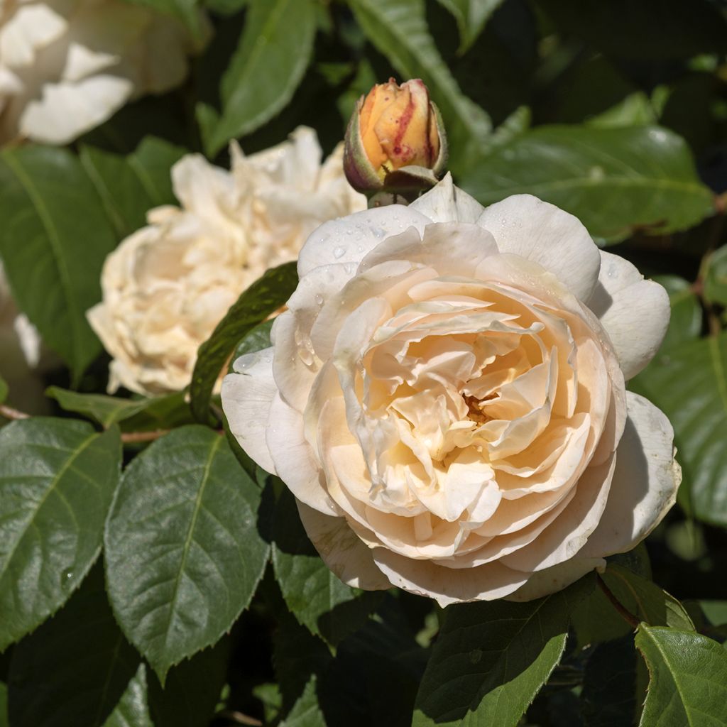 Rosa Sweet Juliet - English Shrub Rose