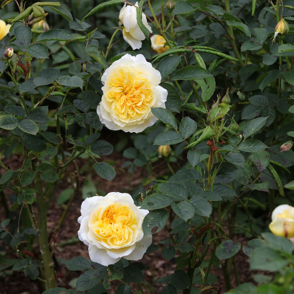 Rosa The Pilgrim - English Climbing Rose