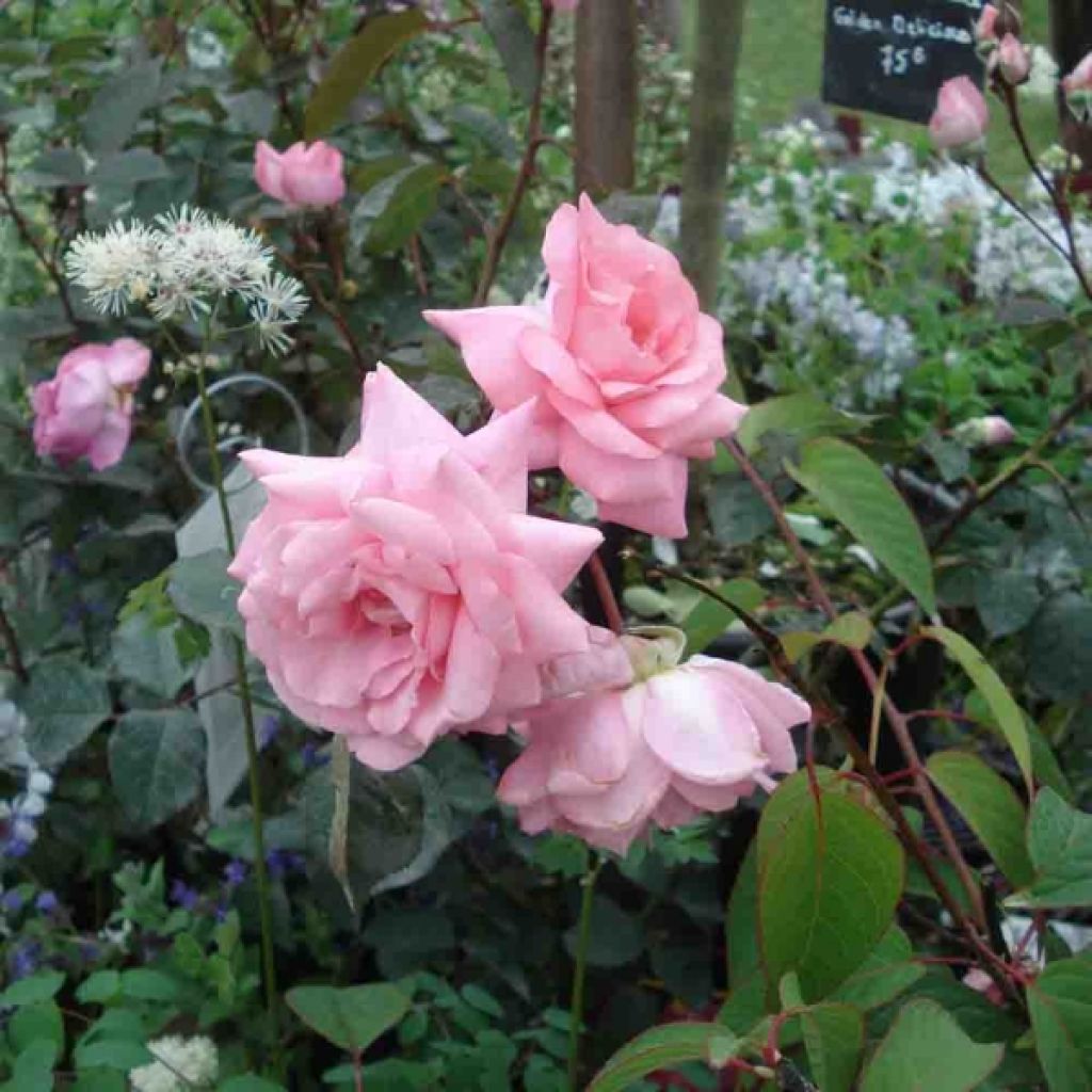 Rosa 'Eliza' - Hybrid Tea Rose