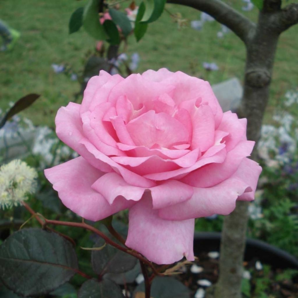 Rosa 'Eliza' - Hybrid Tea Rose